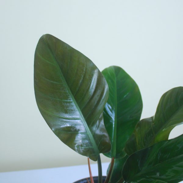 Philodendron Imperial Red
