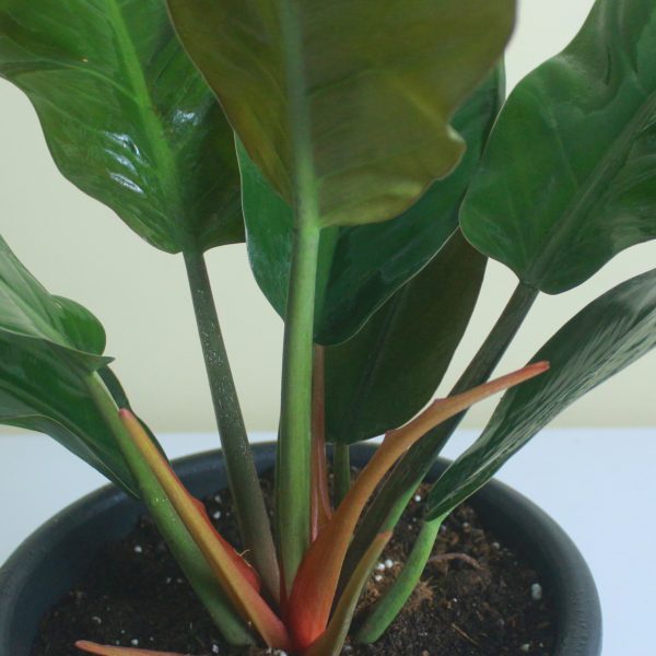 Philodendron Imperial Red