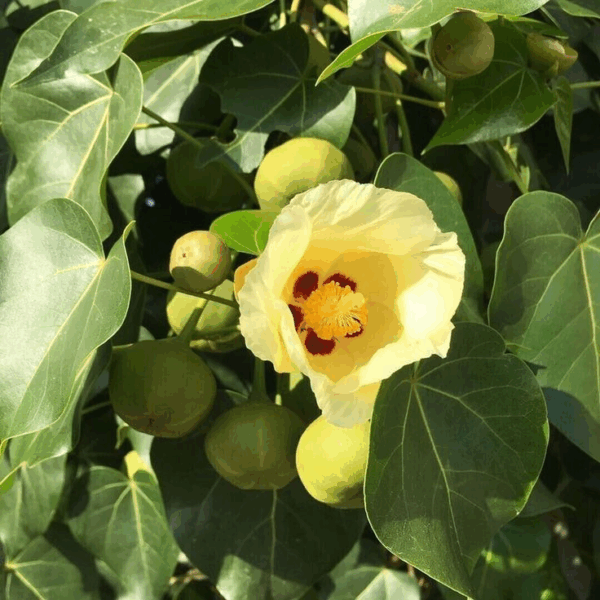 Indian Tulip Tree