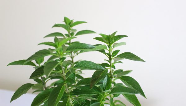 Italian Basil