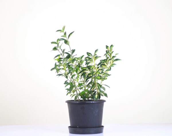 Japanese Spindle (Euonymus)