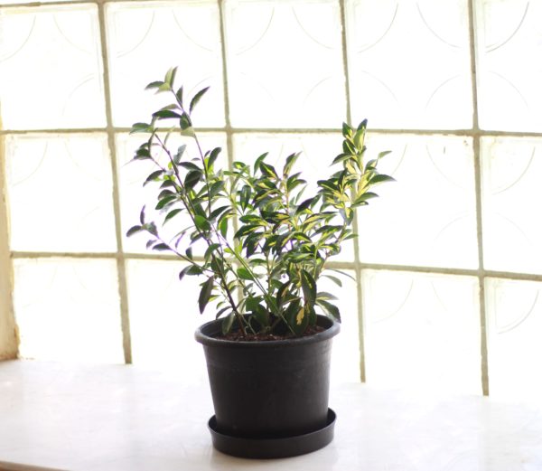 Japanese Spindle (Euonymus)