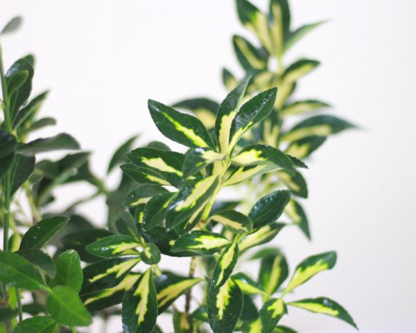 Japanese Spindle (Euonymus)