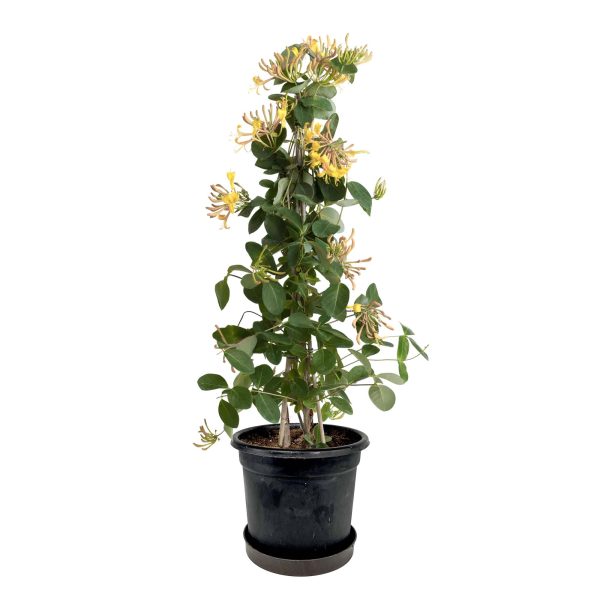 Japanese Honeysuckle