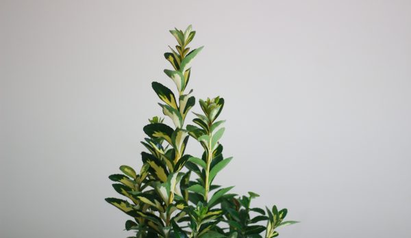 Japanese Spindle (Euonymus)