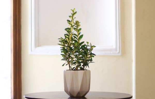 Japanese Spindle (Euonymus)