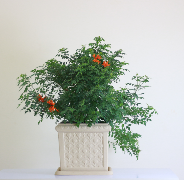 Jasmin Pot