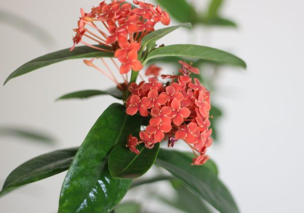 Jungle Flame