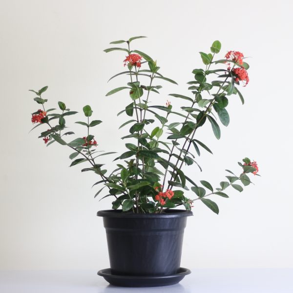 Jungle Flame