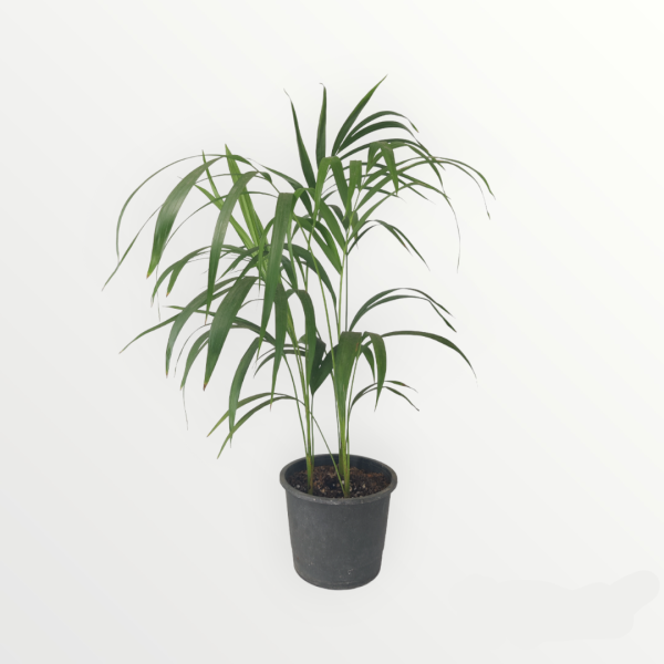 Air Purifying Set (8 Plants)