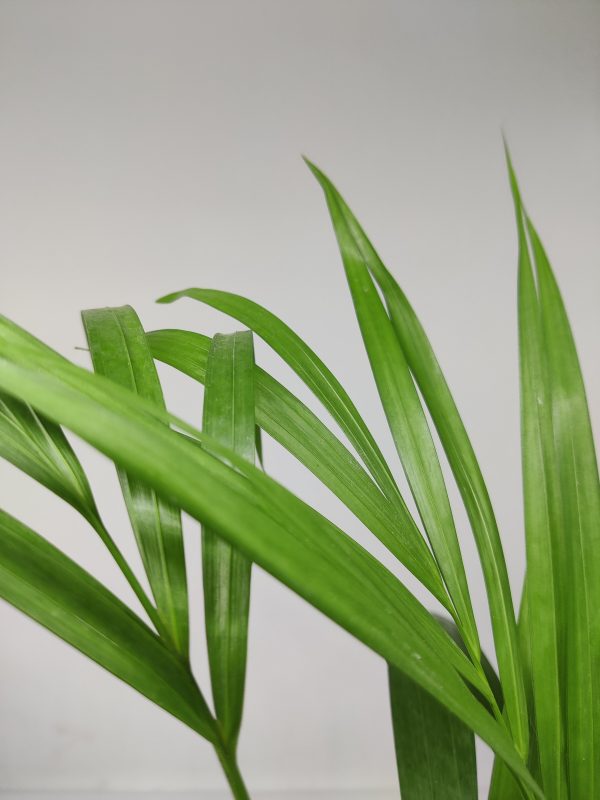 Kentia Palm