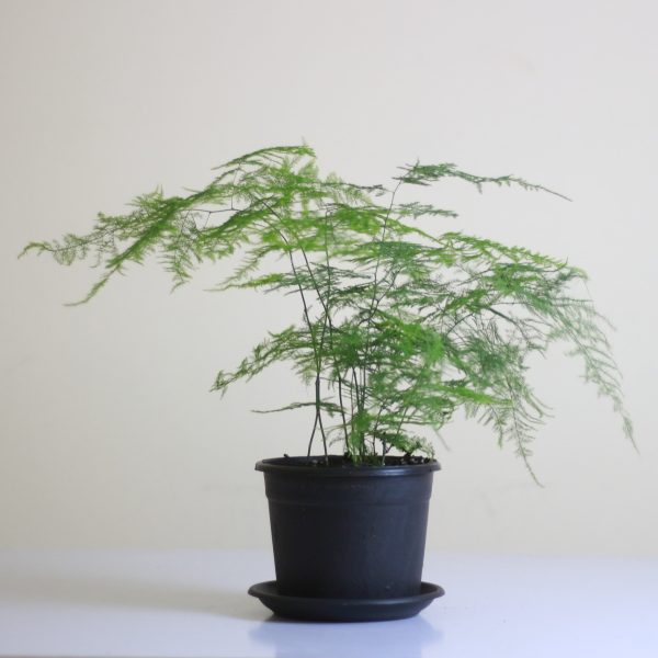 Lace fern