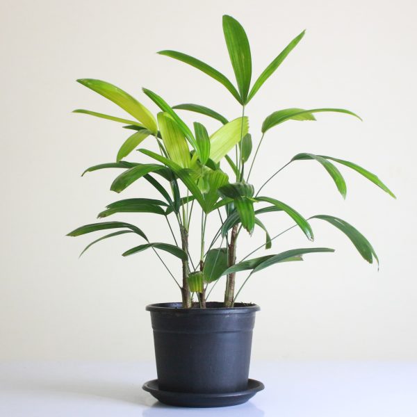 Lady Palm