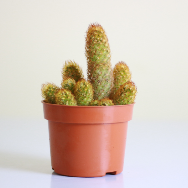 Ladyfinger Cactus