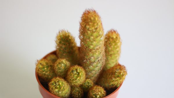 Ladyfinger Cactus