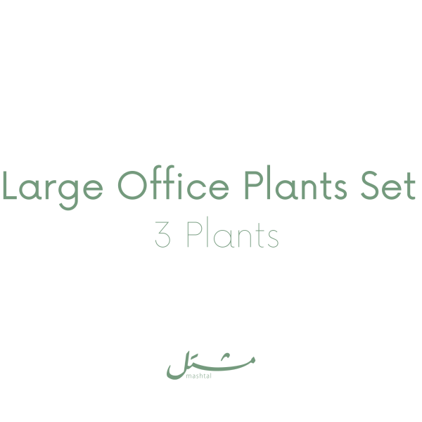 Large Office Plants Set (3 Plants)