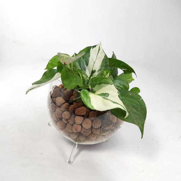 Clay Pebbles