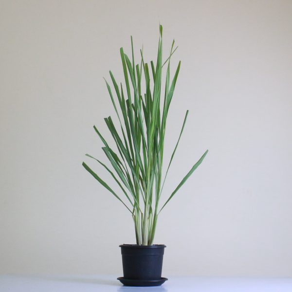 Lemongrass