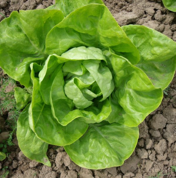 Lettuce maribor