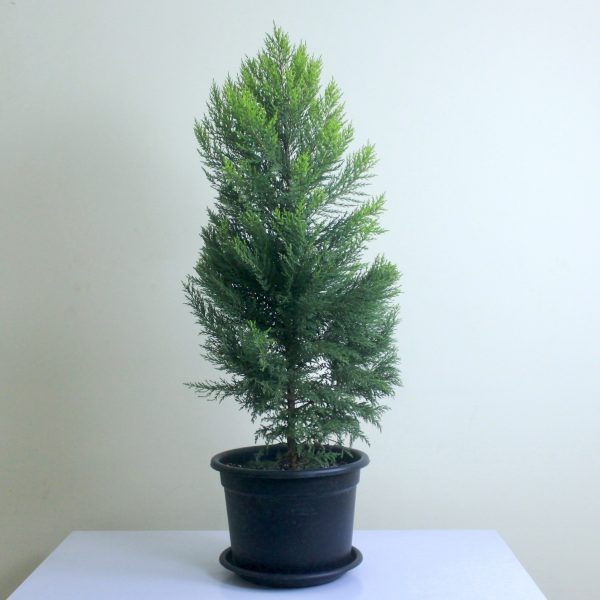 Leyland Cypress