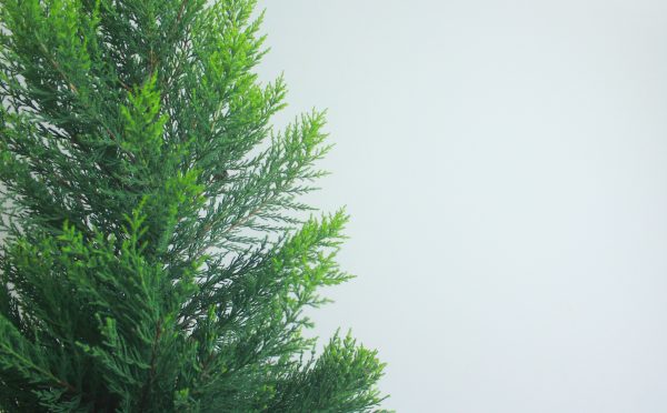 Leyland Cypress