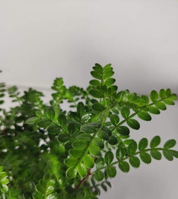 Lime Prickly Ash