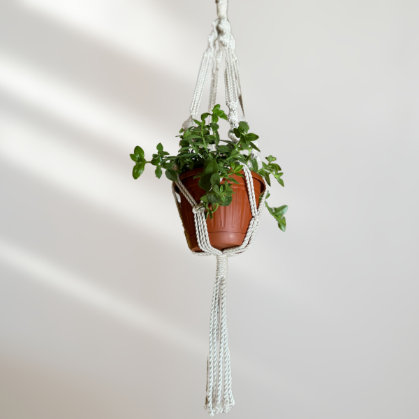 Macramé Plant Hanger