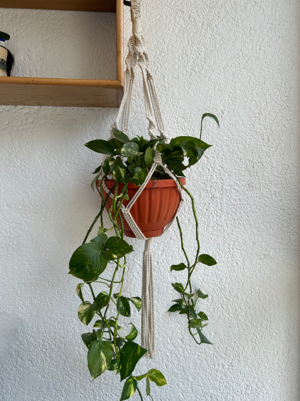 Macramé Plant Hanger