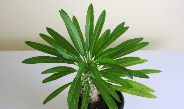 Madagascar Palm