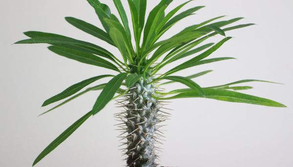 Madagascar Palm