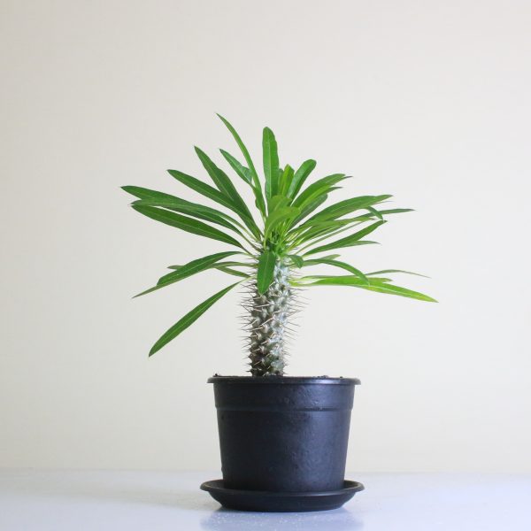 Madagascar Palm