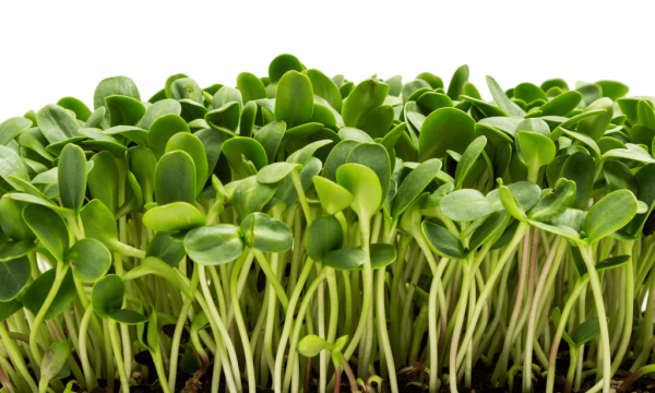 Close up of Microgreens