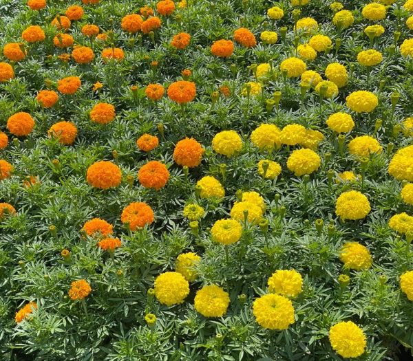 Marigold yellow/orange