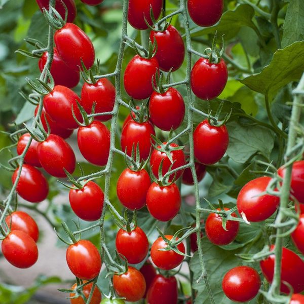 mini plum tomatoes