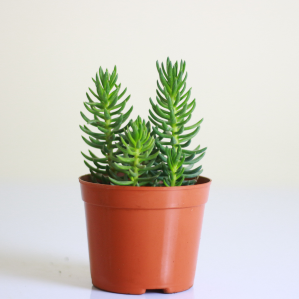 Miniature Pine Tree
