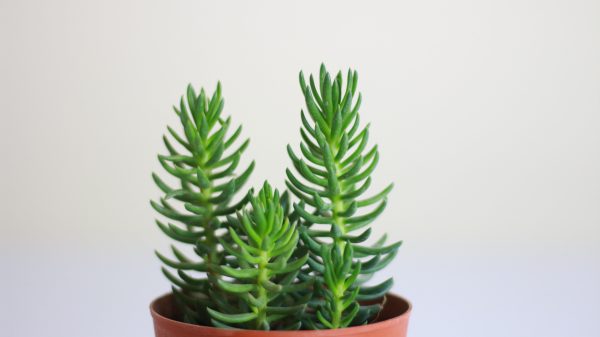 Miniature Pine Tree