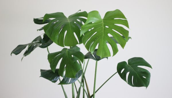 Monstera Deliciosa (Swiss Cheese Plant)