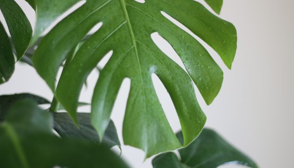 Monstera Deliciosa (Swiss Cheese Plant)