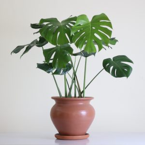 Monstera Deliciosa (Swiss Cheese Plant)