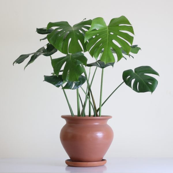 Monstera Deliciosa (Swiss Cheese Plant)