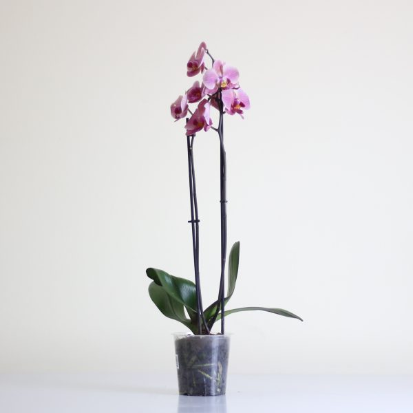 Moth Orchid