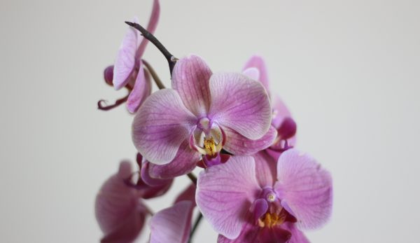 Moth Orchid
