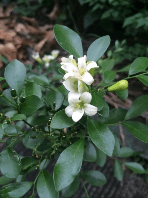 Murraya