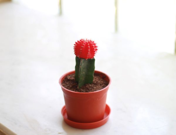 Neon Cacti