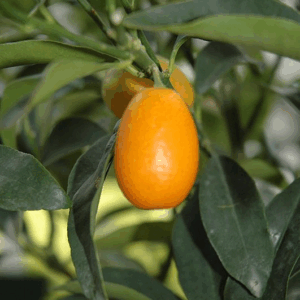 Kumquat