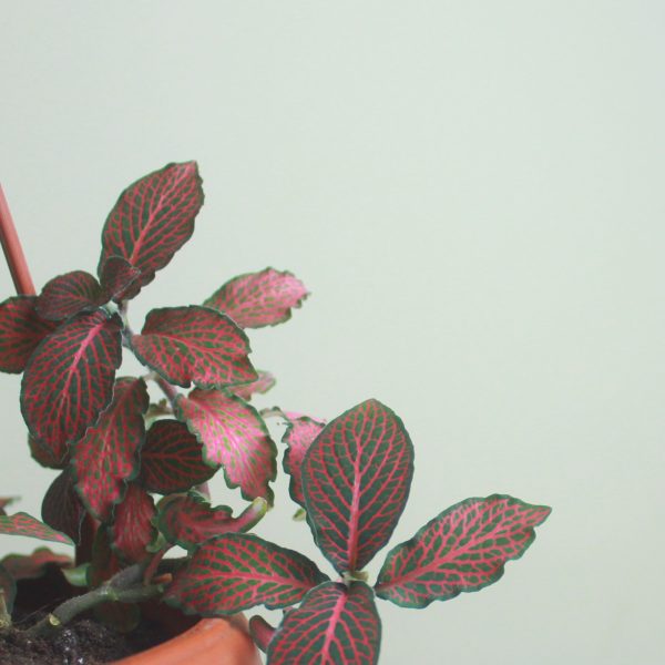 Nerve Plant