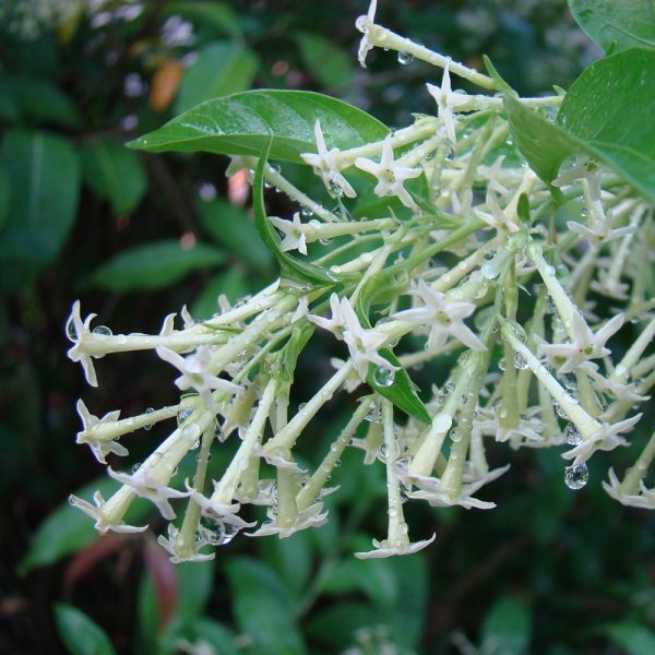 Night blooming jasmine