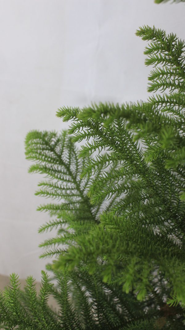 Festive Greenery