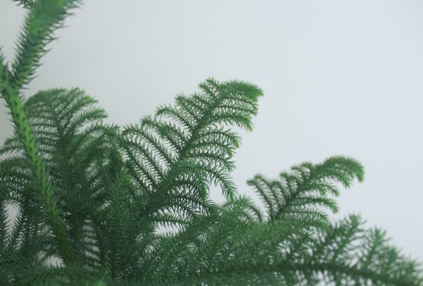 Norfolk Island Pine