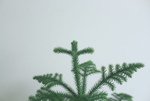 Norfolk Island Pine